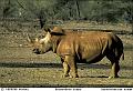 198 Rhinocéros blanc